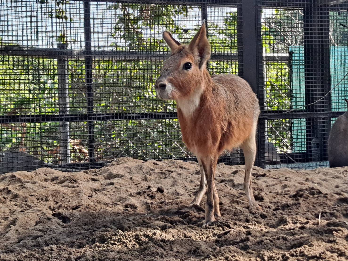 壽山動物園歲末迎「新」 朋友 鵜鶘、侏儒羊、兔豚等多種動物報到! 壽山動物園歲末迎「新」 朋友 鵜鶘、侏儒羊、兔豚等多種動物報到!