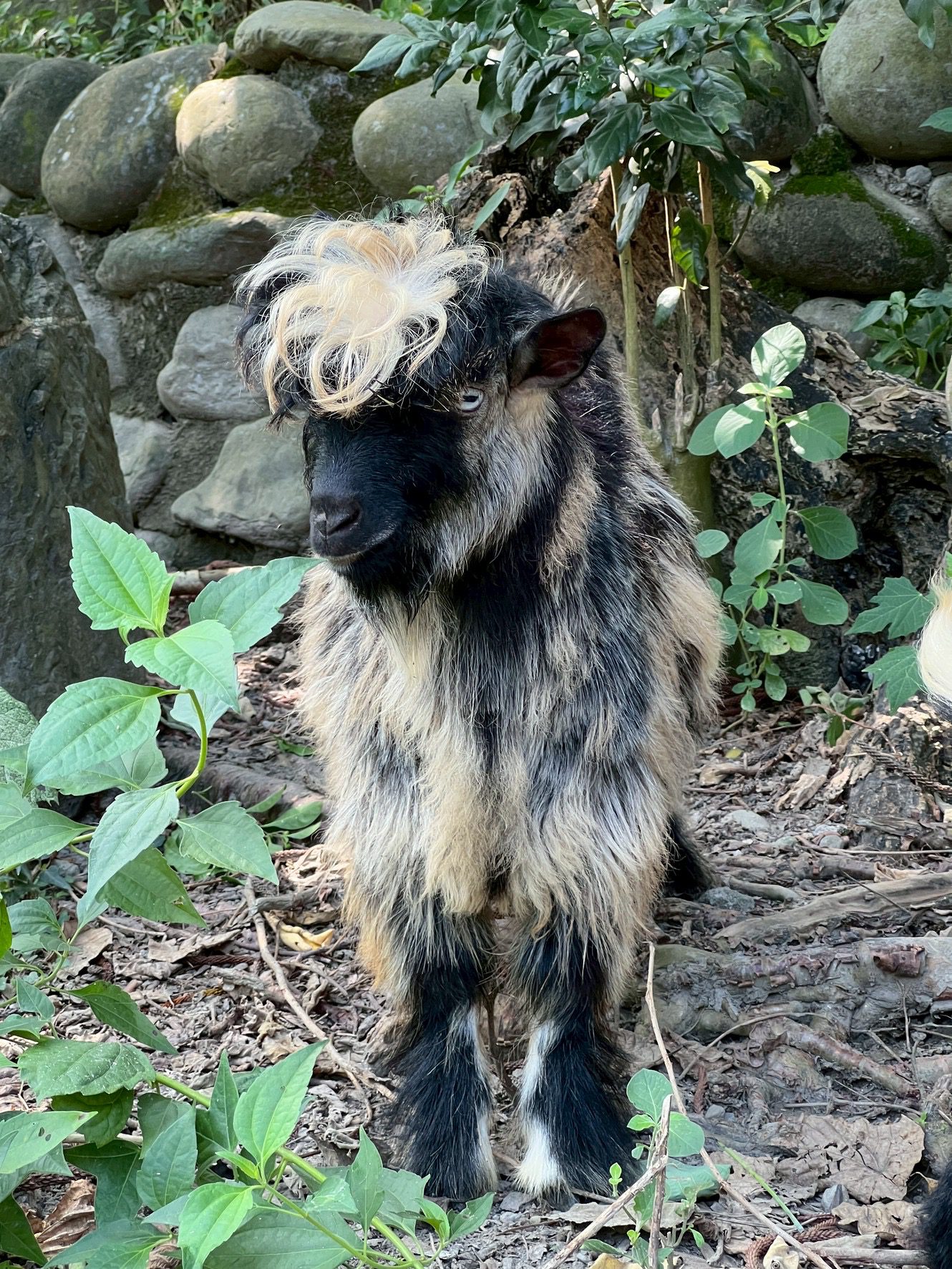 壽山動物園歲末迎「新」 朋友 鵜鶘、侏儒羊、兔豚等多種動物報到! 壽山動物園歲末迎「新」 朋友 鵜鶘、侏儒羊、兔豚等多種動物報到!