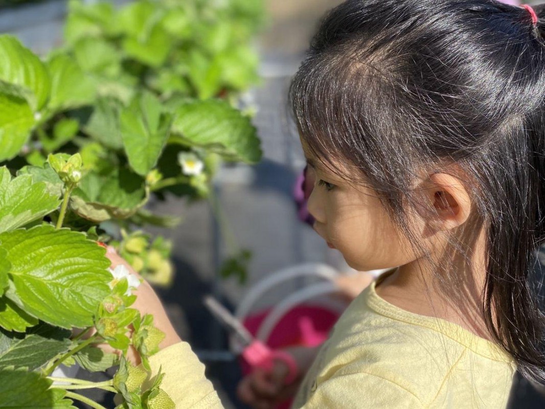 台中親子旅遊必去!全家都樂在其中的神岡草莓園 採果體驗超療癒 台中親子旅遊必去!全家都樂在其中的神岡草莓園 採果體驗超療癒