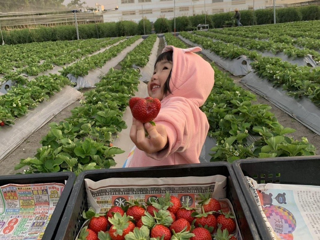 台中親子旅遊必去!全家都樂在其中的神岡草莓園 採果體驗超療癒 台中親子旅遊必去!全家都樂在其中的神岡草莓園 採果體驗超療癒