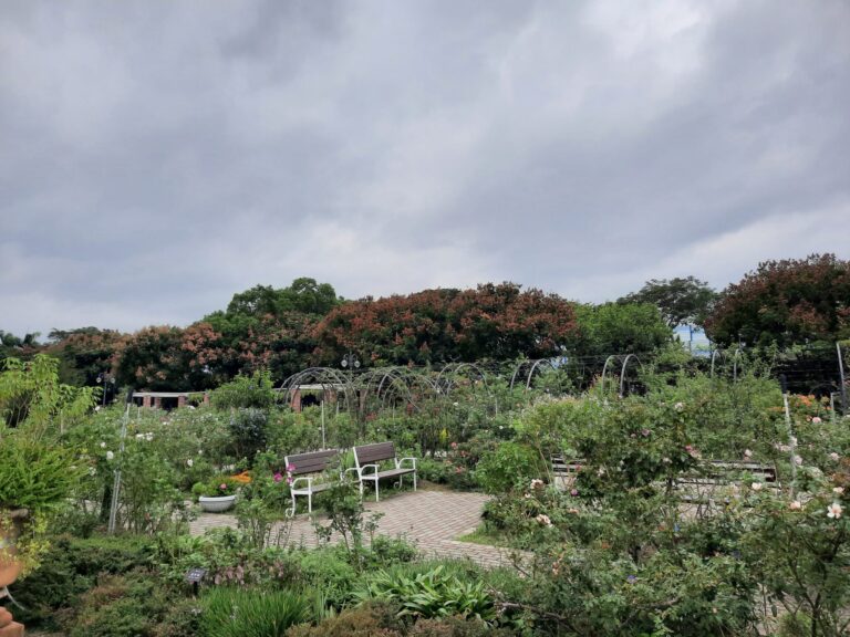 玫瑰與欒樹共舞冬日色彩　台北玫瑰園飄香映紅光