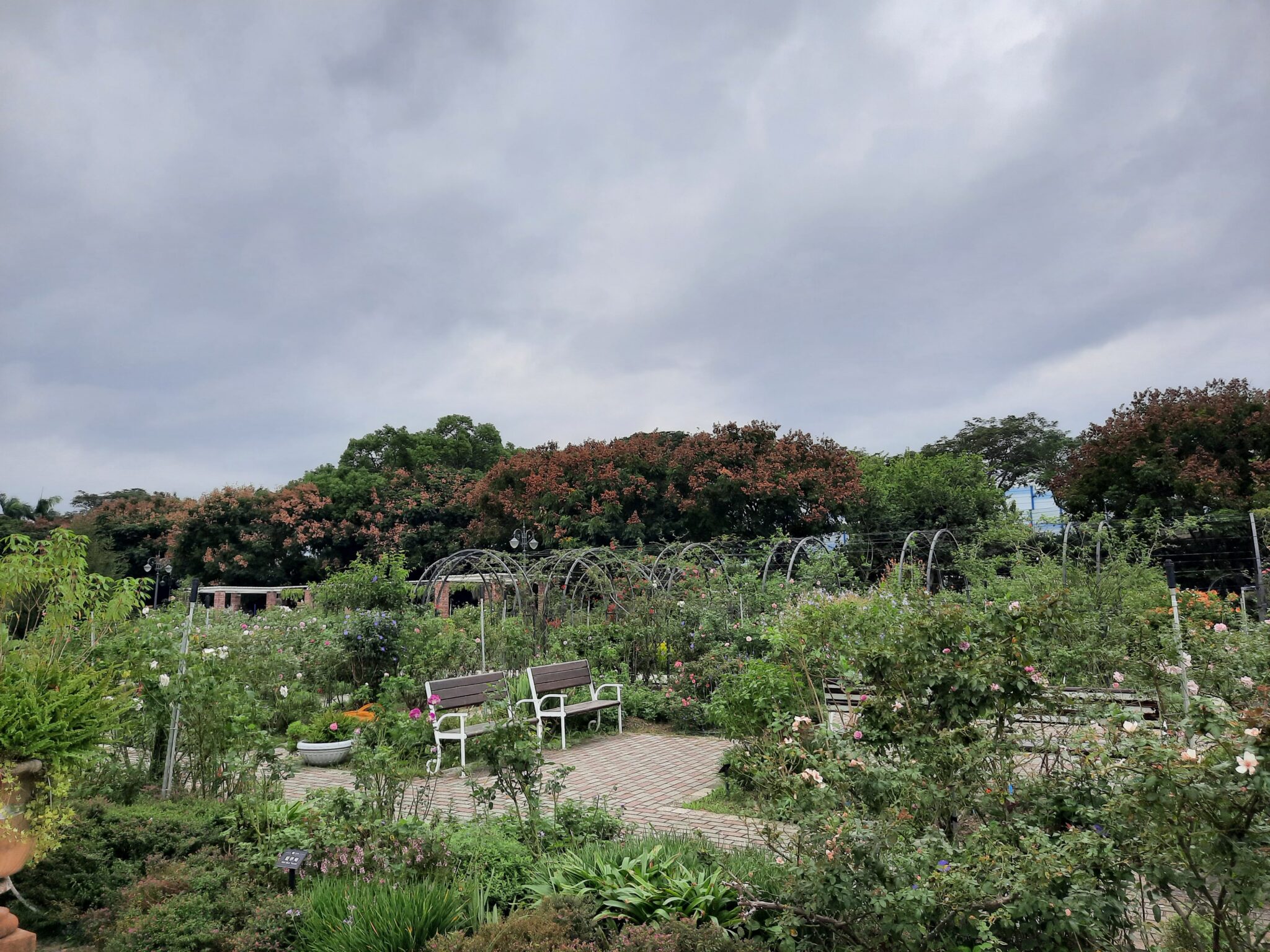 玫瑰與欒樹共舞冬日色彩　台北玫瑰園飄香映紅光