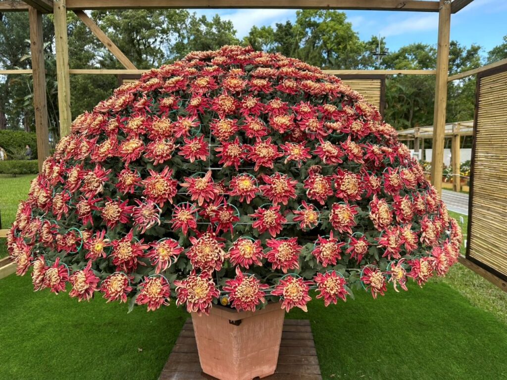 士林官邸菊展吸30萬人潮　「藝菊圓夢」打造秋日最美盛宴