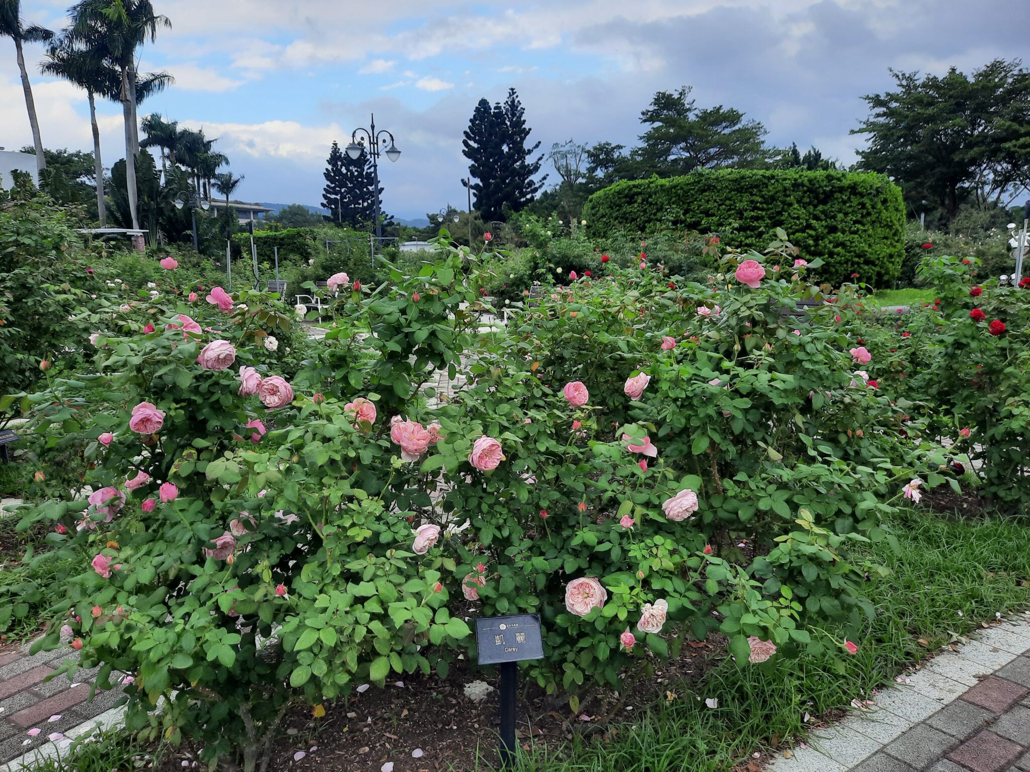 玫瑰與欒樹共舞冬日色彩　台北玫瑰園飄香映紅光