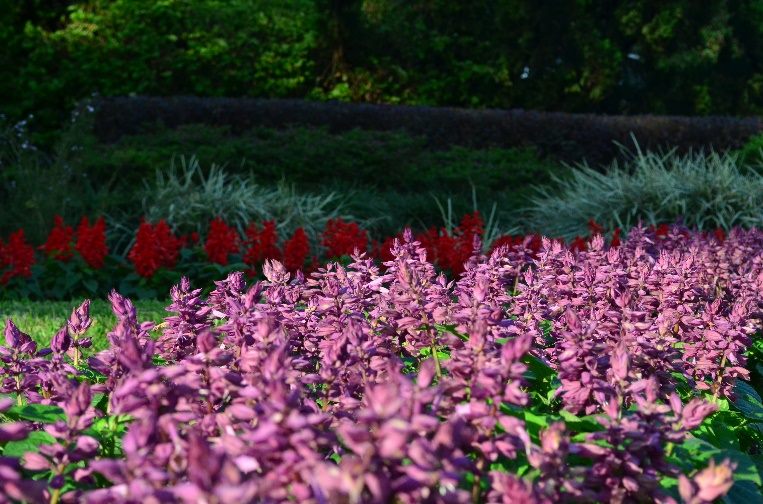 冬季就要暖色系　仁愛圓環周遭爆開火樣花卉