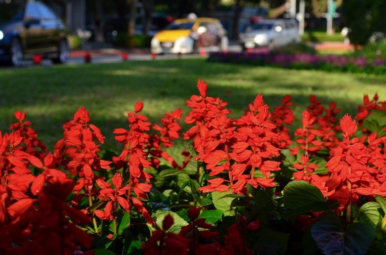 冬季就要暖色系　仁愛圓環周遭爆開火樣花卉