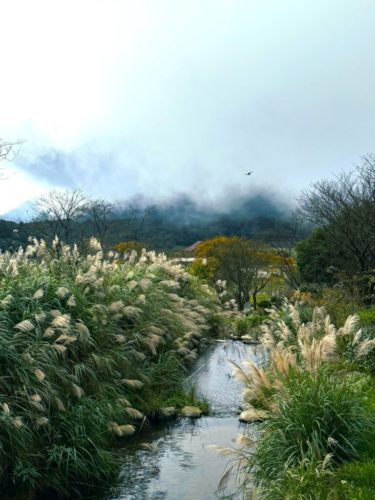 陽明山竹子湖轉型休閒農業 初冬賞芒正當時 陽明山竹子湖轉型休閒農業 初冬賞芒正當時