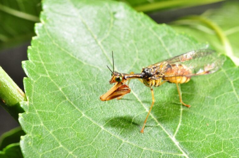 臺中農改場挺進原鄉部落　推動友善耕作營造生態綠網