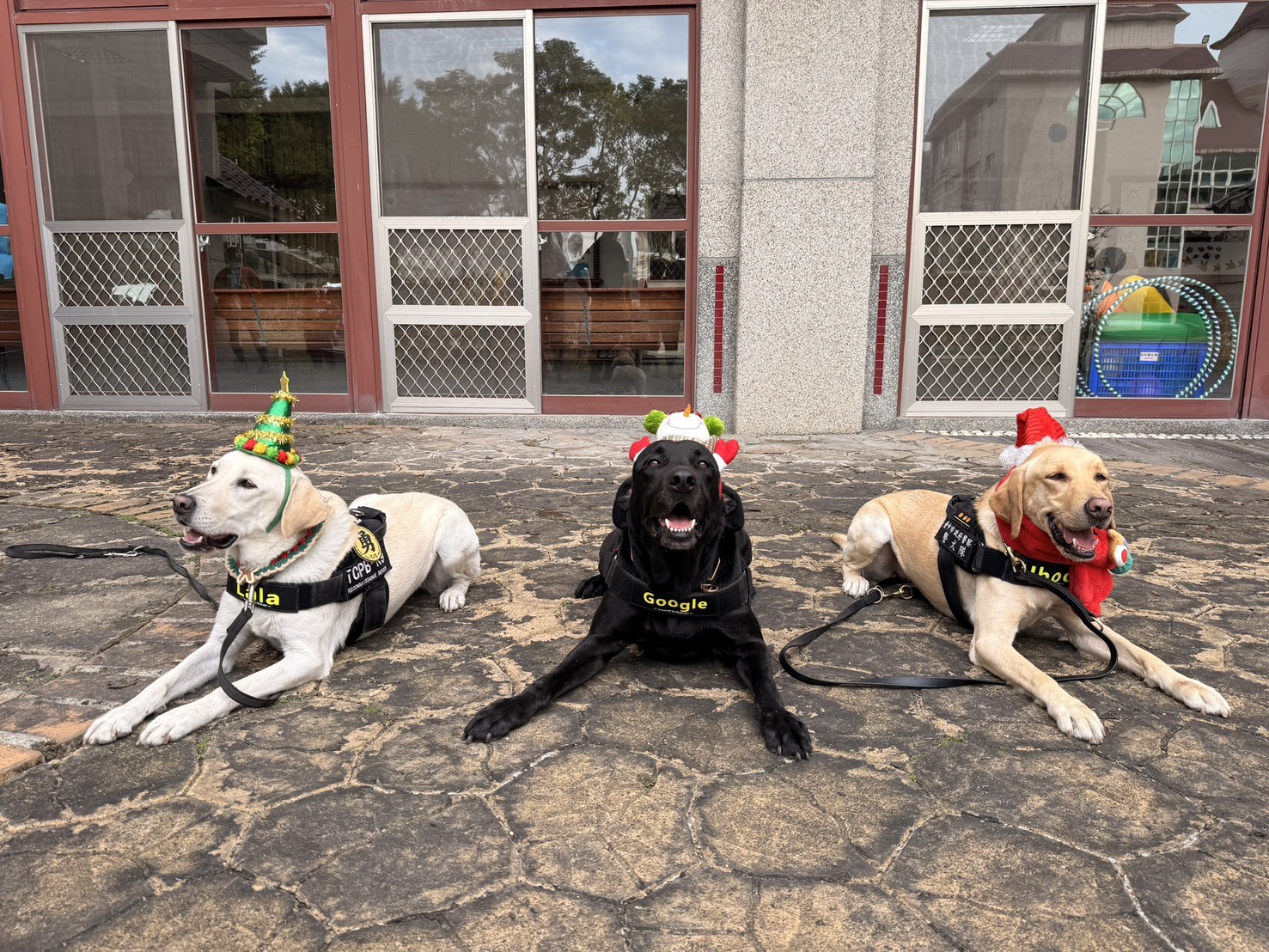 最萌反毒大使出動!中市警犬隊聖誕裝現身校園吸睛宣導 最萌反毒大使出動!中市警犬隊聖誕裝現身校園吸睛宣導