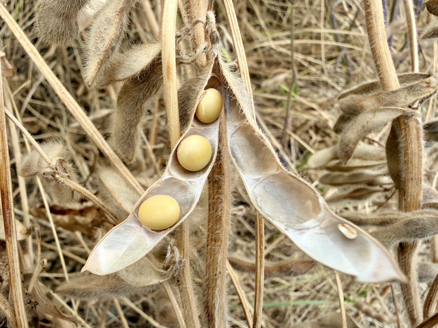 產地直送最安心! 台中非基因改造大豆新鮮登場 產地直送最安心! 台中非基因改造大豆新鮮登場