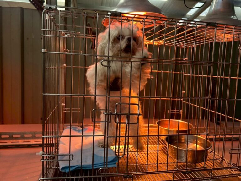 新北動保處防寒計畫啟動 暖心照護收容毛寶貝