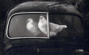 當影像不再讓人不舒服