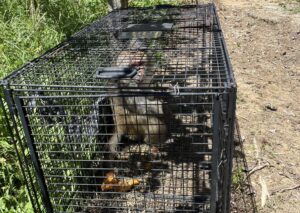 新北市動保處呼籲和平共存遵守「五大原則」