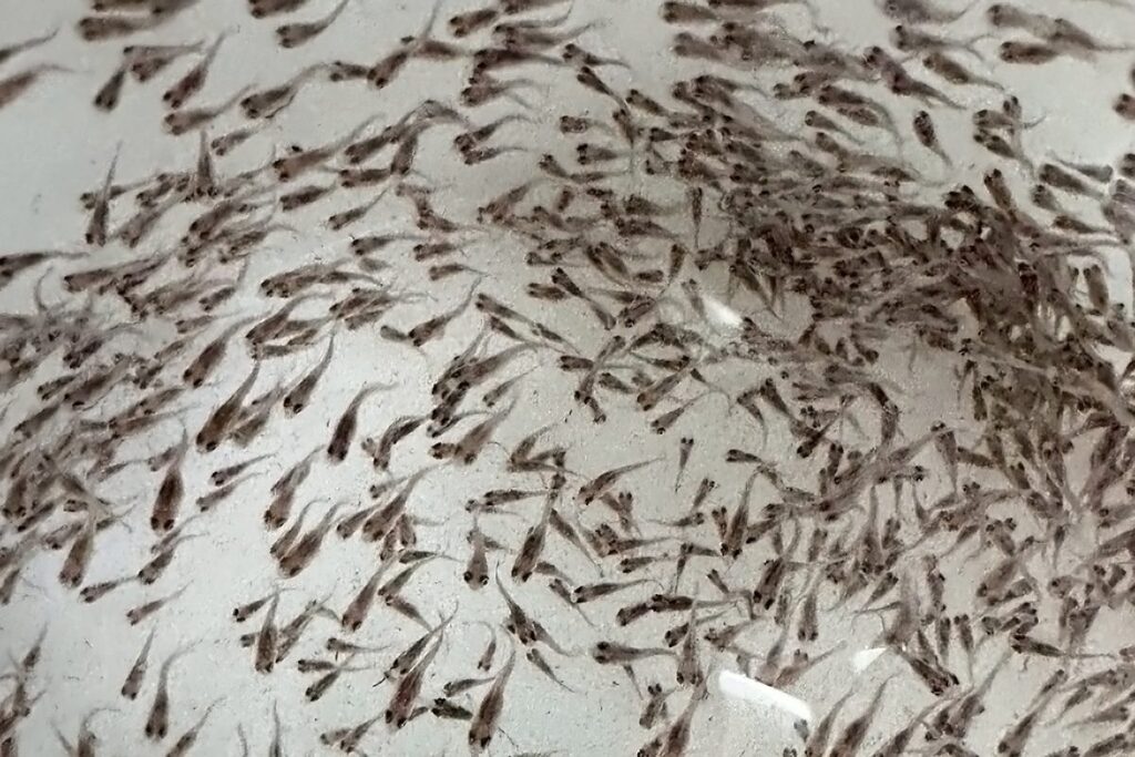 海大TABT團隊育出「三耐」臺灣鯛 水產育種成果獲國家農業科學獎 海大TABT團隊育出「三耐」臺灣鯛 水產育種成果獲國家農業科學獎