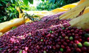 越南咖啡急跌 台商採購風險上升