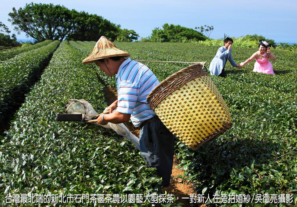 風起雲湧台灣茶 風起雲湧台灣茶