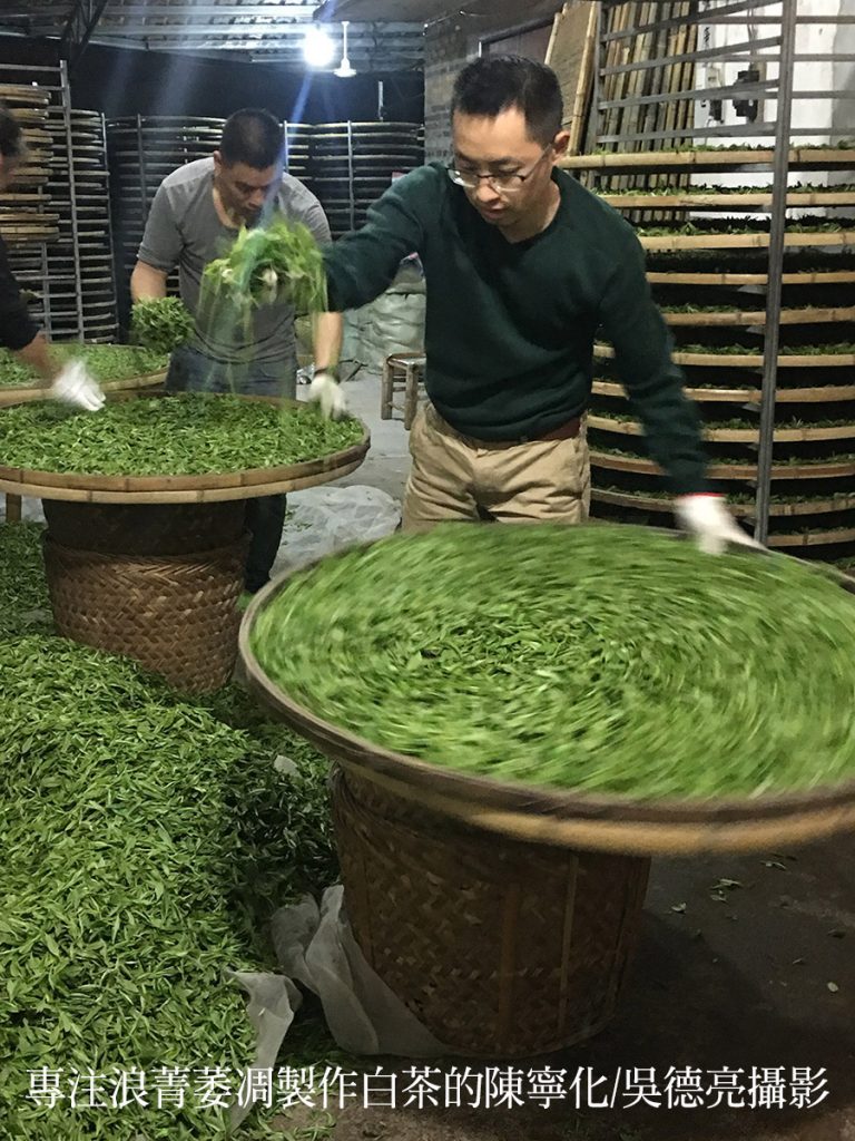 來自福鼎管陽鎮的馬年賀歲白茶 來自福鼎管陽鎮的馬年賀歲白茶