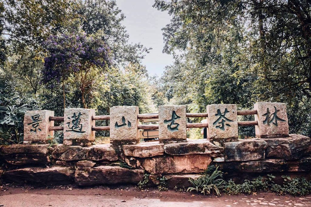 採自世界文化遺產的景邁山古茶樹群落千年金磚品賞 採自世界文化遺產的景邁山古茶樹群落千年金磚品賞