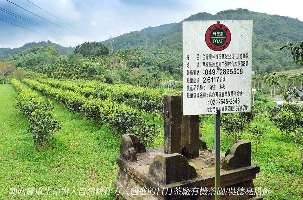 台灣紅茶的故鄉 日月潭 台灣紅茶的故鄉 日月潭