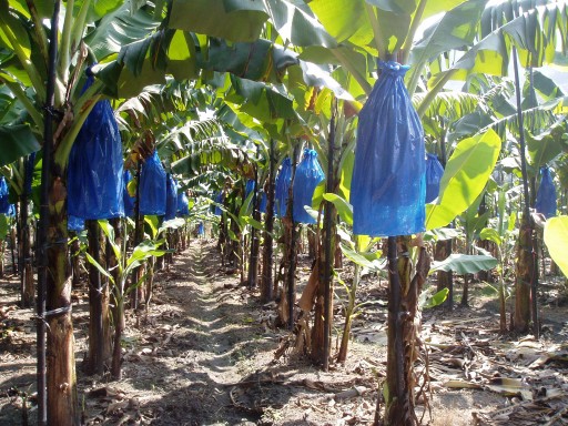 1月2日至4日強烈大陸冷氣團影響 請農友採取防寒措施及注意保暖 1月2日至4日強烈大陸冷氣團影響 請農友採取防寒措施及注意保暖