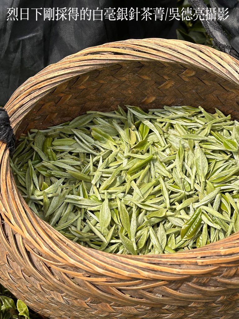 來自福鼎管陽鎮的馬年賀歲白茶 來自福鼎管陽鎮的馬年賀歲白茶