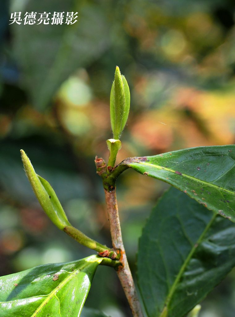 來自福鼎管陽鎮的馬年賀歲白茶 來自福鼎管陽鎮的馬年賀歲白茶