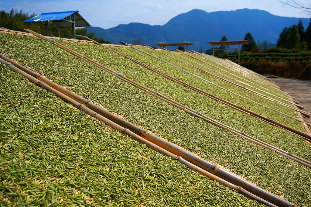 來自福鼎管陽鎮的馬年賀歲白茶 來自福鼎管陽鎮的馬年賀歲白茶