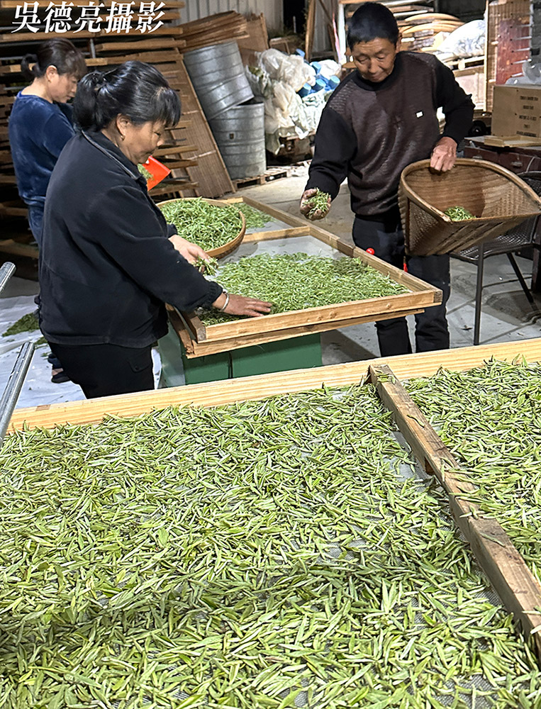 來自福鼎管陽鎮的馬年賀歲白茶 來自福鼎管陽鎮的馬年賀歲白茶