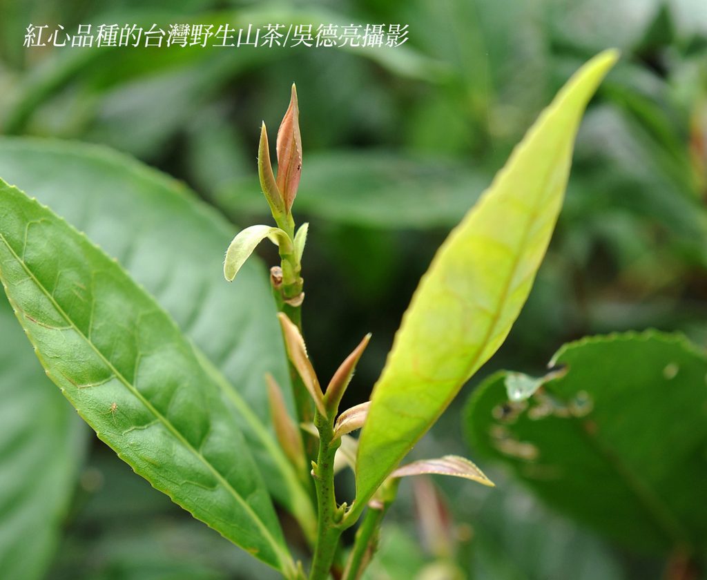 台灣紅茶的故鄉 日月潭 台灣紅茶的故鄉 日月潭
