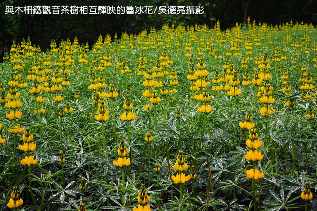 風起雲湧台灣茶 風起雲湧台灣茶