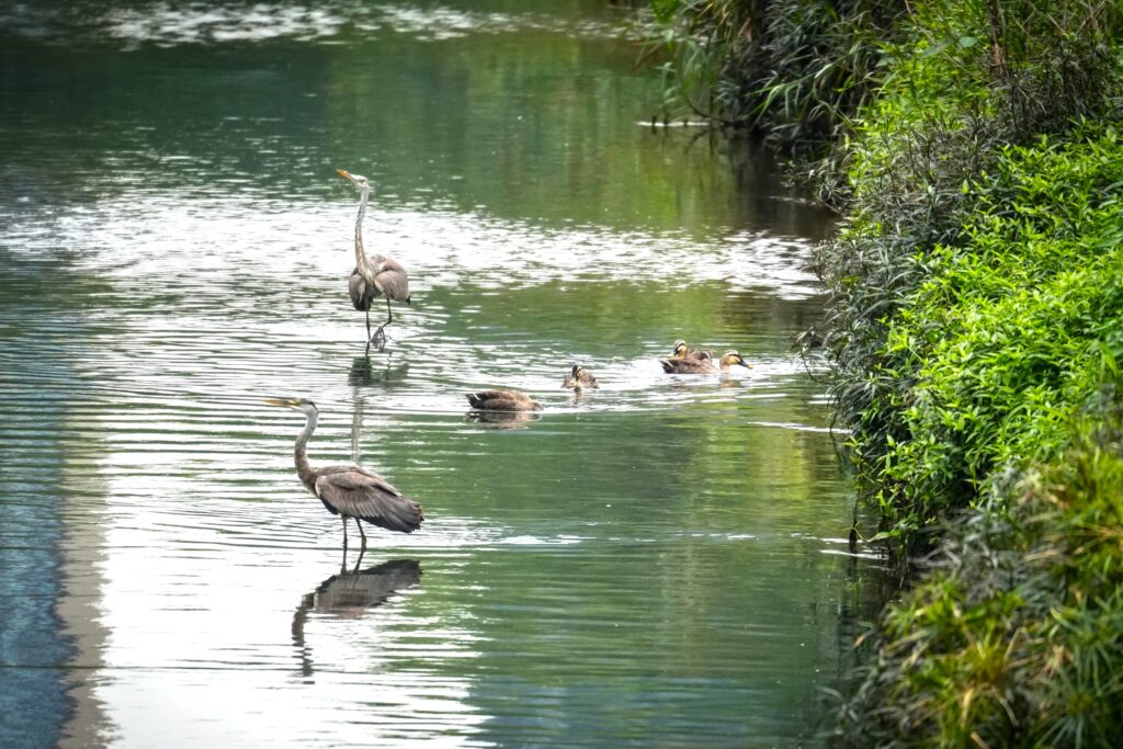 冬候鳥花嘴鴨現蹤引爆都市賞鳥熱潮 12 %E8%92%BC%E9%B7%BA%E8%80%90%E5%BF%83%E9%A7%90%E8%B6%B3%E9%9D%9C%E7%AD%89%E7%8D%B5%E7%89%A9%E8%88%87%E8%8A%B1%E5%98%B4%E9%B4%A8%E7%BE%A4%E6%82%A0%E9%96%92%E6%88%B2%E6%B0%B4%E8%A6%93%E9%A3%9F%E4%B9%8B%E5%92%8C%E8%AB%A7%E7%BE%8E%E6%99%AF 1024x683 1