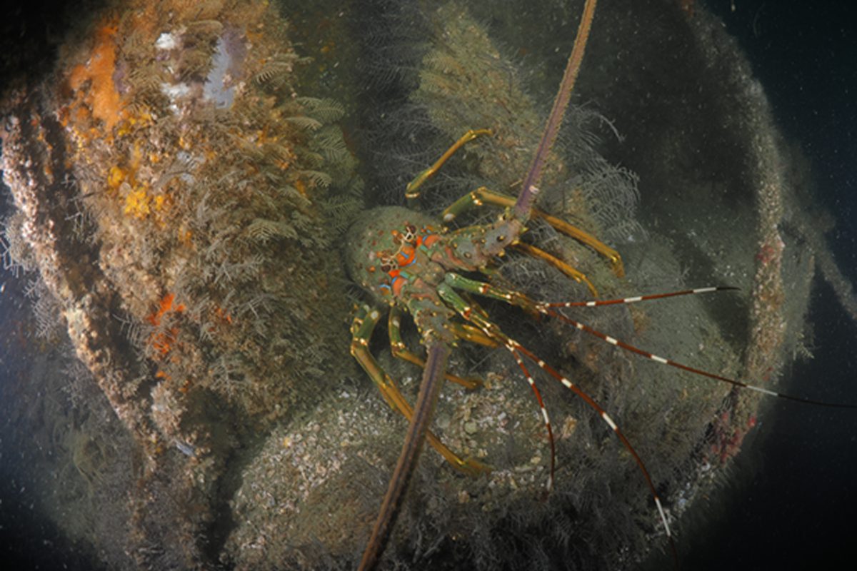離岸風場成海洋綠洲 海大研究證實臺灣風機魚礁具備生態保育效益 離岸風場成海洋綠洲 海大研究證實臺灣風機魚礁具備生態保育效益