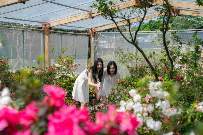 萬金杜鵑躍上國際舞台 侯:讓世界看見新北之美 32 《圖說》最受矚目、全台唯一的「杜鵑美術館」將於今年花展期間展出新品種杜鵑,邀請民眾至萬里金山賞花---資料照片。〈農業局提供〉