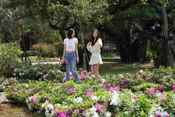 萬金杜鵑躍上國際舞台 侯:讓世界看見新北之美 31 《圖說》金山中山溫泉公園的杜鵑---資料照片。〈農業局提供〉