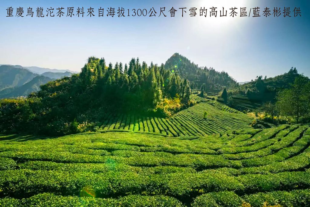 一本書串起三個不同時代的重慶沱茶大團圓 一本書串起三個不同時代的重慶沱茶大團圓