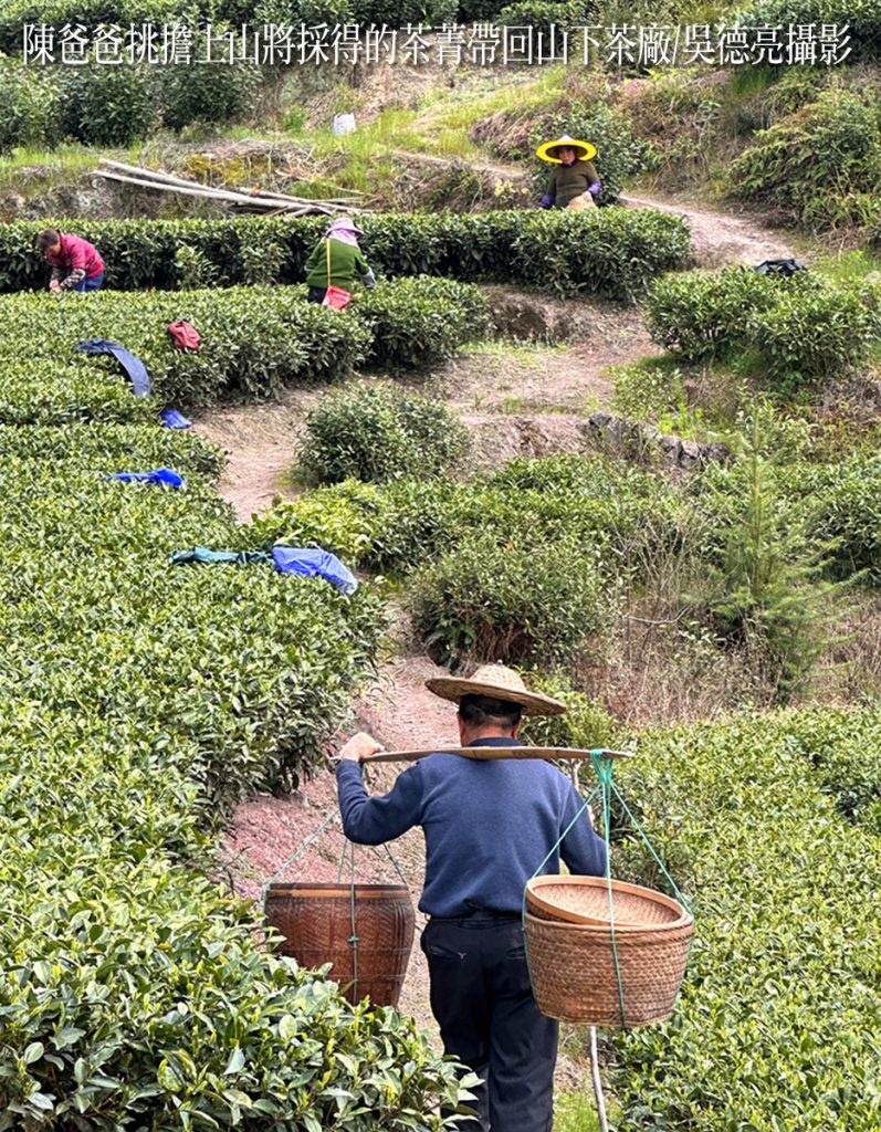 來自福鼎管陽鎮的馬年賀歲白茶 來自福鼎管陽鎮的馬年賀歲白茶
