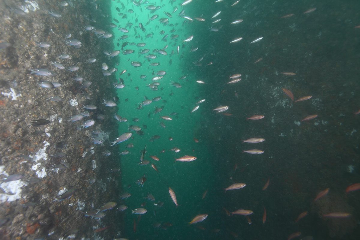 離岸風場成海洋綠洲 海大研究證實臺灣風機魚礁具備生態保育效益 離岸風場成海洋綠洲 海大研究證實臺灣風機魚礁具備生態保育效益