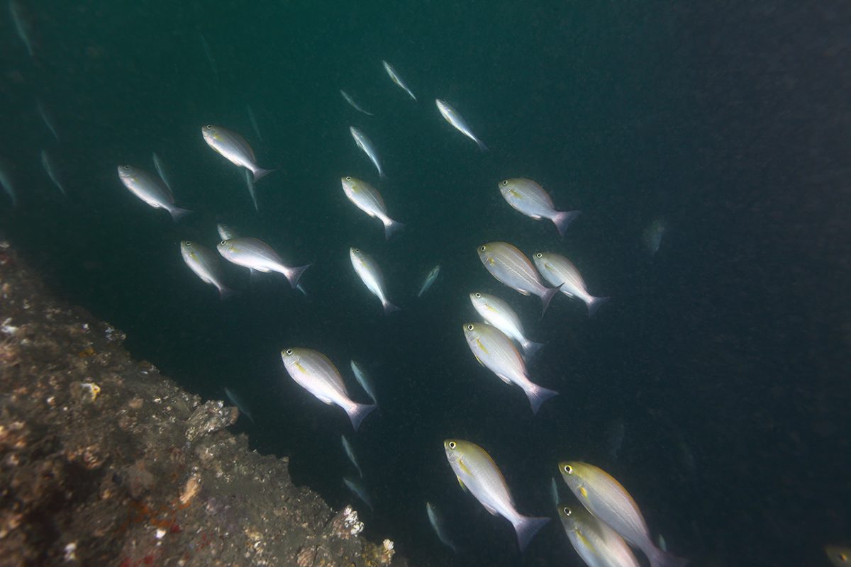 離岸風場成海洋綠洲 海大研究證實臺灣風機魚礁具備生態保育效益 離岸風場成海洋綠洲 海大研究證實臺灣風機魚礁具備生態保育效益