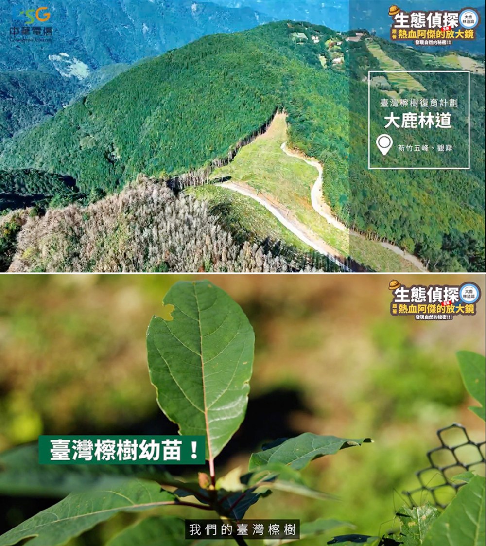 中華電信推動大鹿林道造林復育 攜手林業保育署守護臺灣檫樹珍貴物種 25 02%E4%B8%AD%E8%8F%AF%E9%9B%BB%E4%BF%A1%E6%8E%A8%E5%8B%95%E5%A4%A7%E9%B9%BF%E6%9E%97%E9%81%93%E9%80%A0%E6%9E%97%E5%BE%A9%E8%82%B2