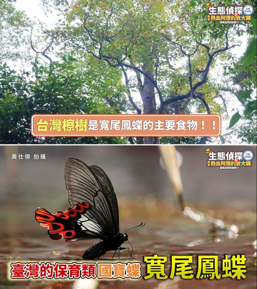 中華電信推動大鹿林道造林復育 攜手林業保育署守護臺灣檫樹珍貴物種 26 03%E4%B8%AD%E8%8F%AF%E9%9B%BB%E4%BF%A1%E6%8E%A8%E5%8B%95%E5%A4%A7%E9%B9%BF%E6%9E%97%E9%81%93%E9%80%A0%E6%9E%97%E5%BE%A9%E8%82%B2