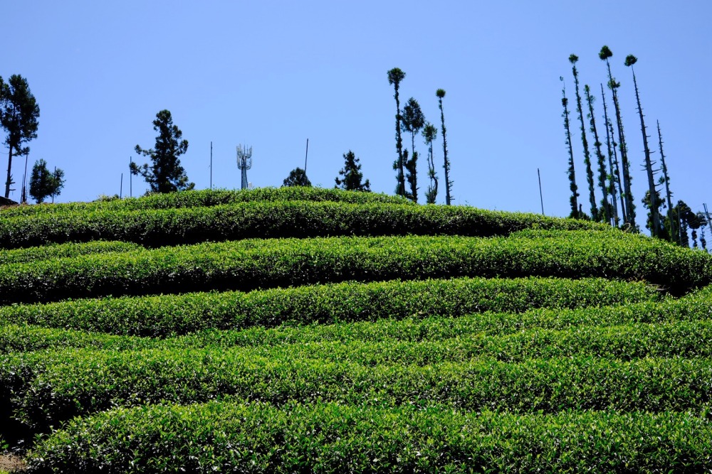 台灣頂級高山烏龍茶茶行推薦──鳳仙茶園「台灣福壽山梨山烏龍茶以及梨山烏龍紅茶專賣」品牌指標 40 03%E5%8F%B0%E7%81%A3%E7%A6%8F%E5%A3%BD%E5%B1%B1%E6%A2%A8%E5%B1%B1%E7%83%8F%E9%BE%8D%E8%8C%B6%E4%BB%A5%E5%8F%8A%E6%A2%A8%E5%B1%B1%E7%83%8F%E9%BE%8D%E7%B4%85%E8%8C%B6%E5%B0%88%E8%B3%A3