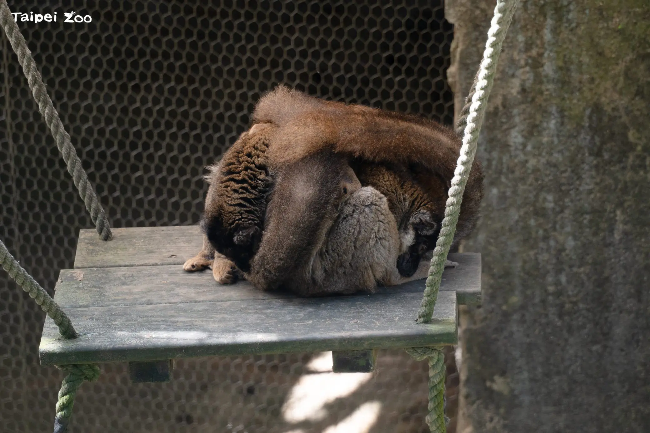 團抱毛球拜日頭?狐猴們的冬日幸福日光浴 團抱毛球拜日頭?狐猴們的冬日幸福日光浴