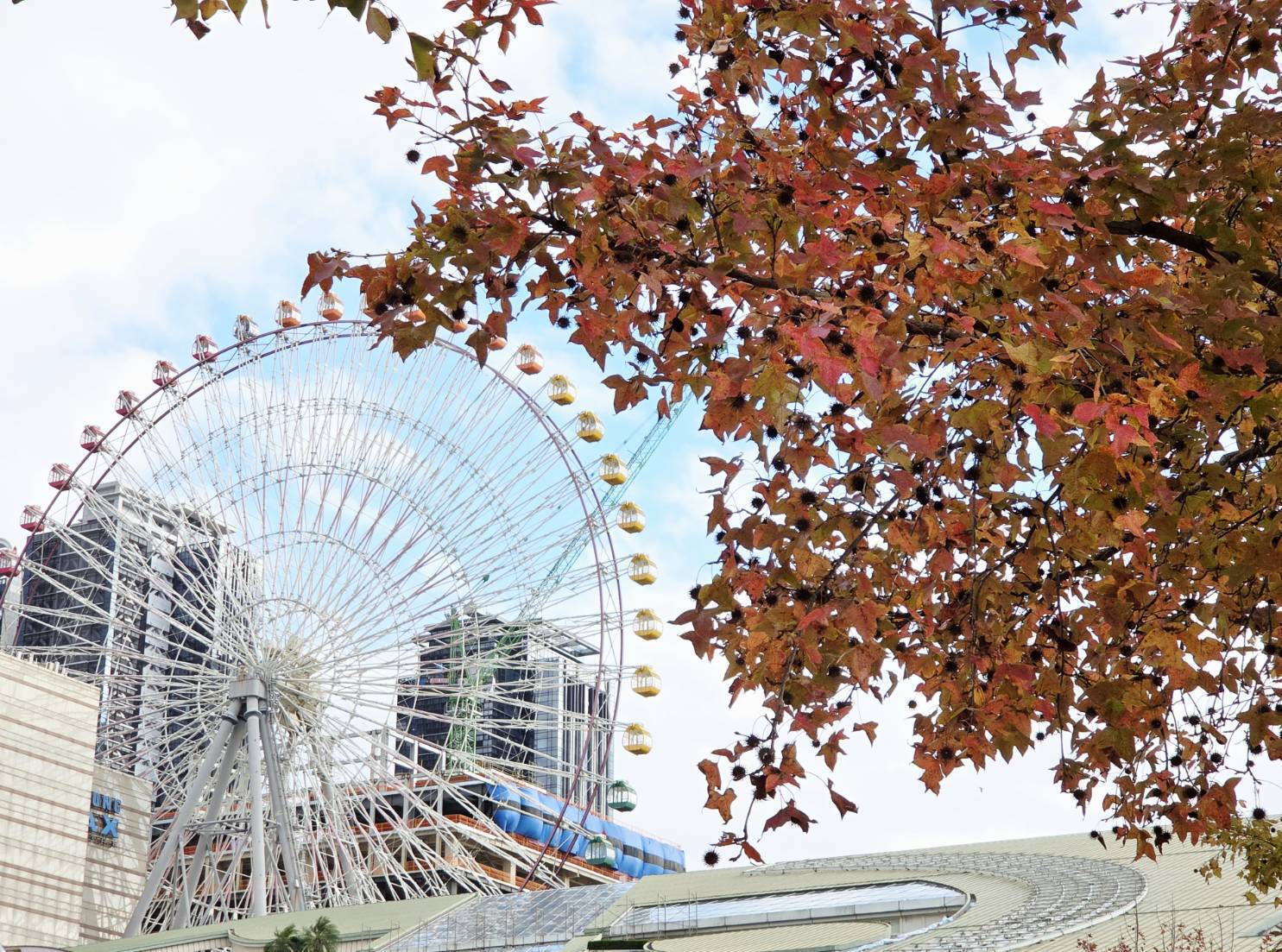 冬天裡的一把火 北市楓香染紅迎新年 冬天裡的一把火 北市楓香染紅迎新年