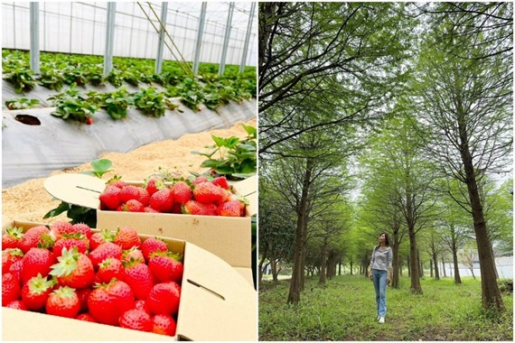 到桃園採草莓!12家特色草莓園接力開放 親子採果、食農體驗與伴手禮一次到位 到桃園採草莓!12家特色草莓園接力開放 親子採果、食農體驗與伴手禮一次到位