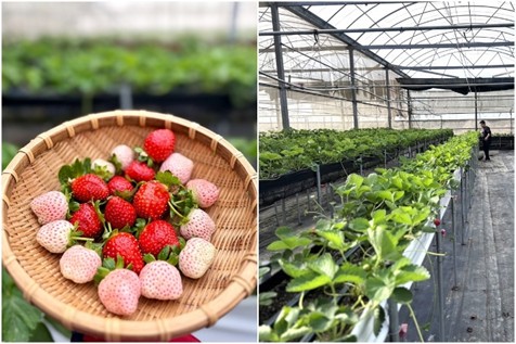 到桃園採草莓!12家特色草莓園接力開放 親子採果、食農體驗與伴手禮一次到位 到桃園採草莓!12家特色草莓園接力開放 親子採果、食農體驗與伴手禮一次到位