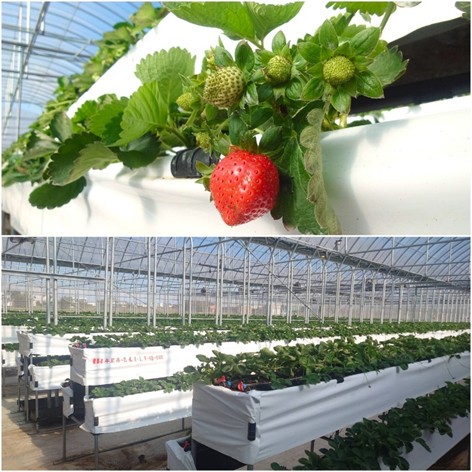 到桃園採草莓!12家特色草莓園接力開放 親子採果、食農體驗與伴手禮一次到位 到桃園採草莓!12家特色草莓園接力開放 親子採果、食農體驗與伴手禮一次到位