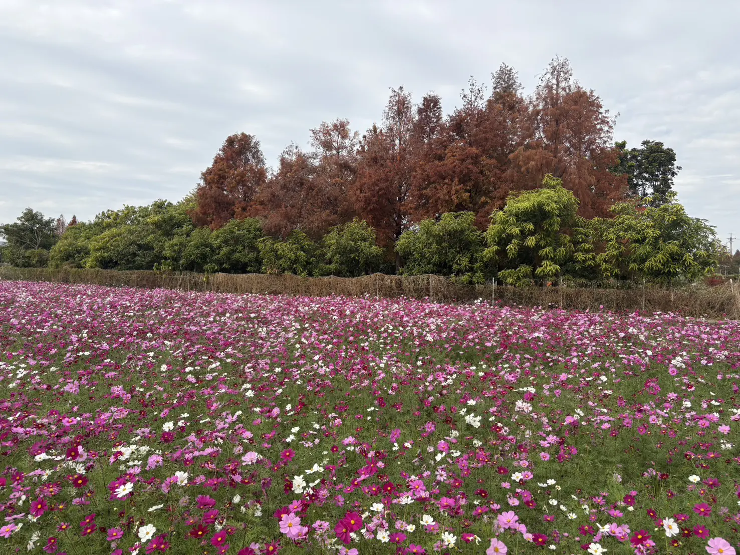 花開西屯迎新春 廣納幸福花海季浪漫登場 花開西屯迎新春 廣納幸福花海季浪漫登場