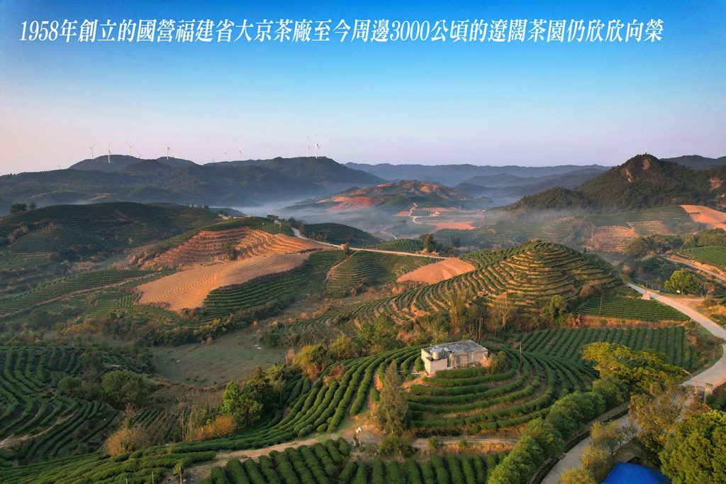 來自福鼎管陽鎮的馬年賀歲白茶 來自福鼎管陽鎮的馬年賀歲白茶