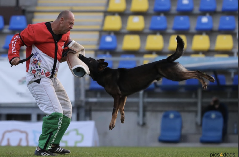 台灣之光！「西北訓犬學苑」邵秀蘭攜愛犬Ricky　匈牙利WUSV世界賽勇奪佳績
