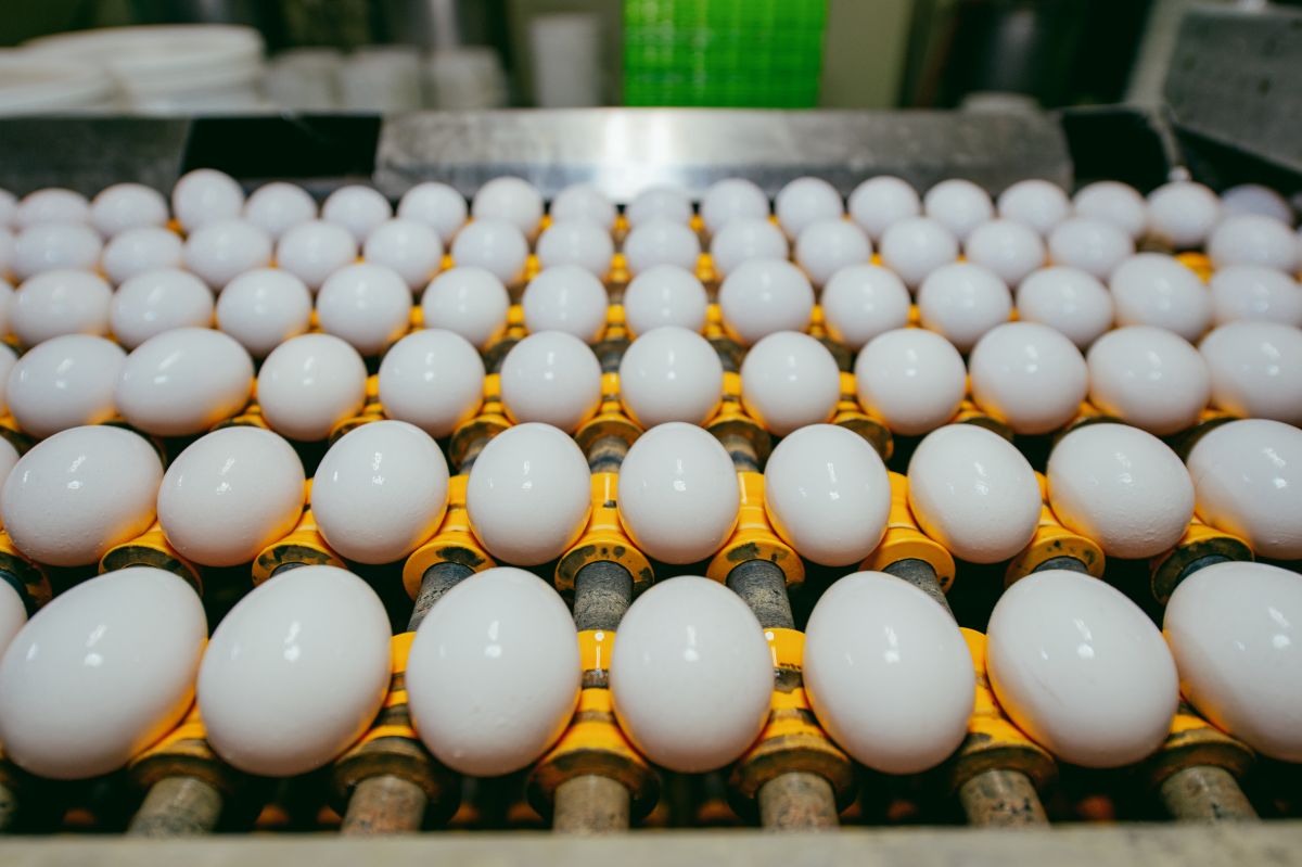 2026 綠色供應鏈新指標!勤億蛋品跨足生技「零廢棄」佈局 成企業 ESG 採購首選 圖/在傳統液蛋加工產業中,每處理 1,000 公斤的蛋液,就會產生約 100 公斤的蛋殼廢棄物。(勤億蛋品 提供)